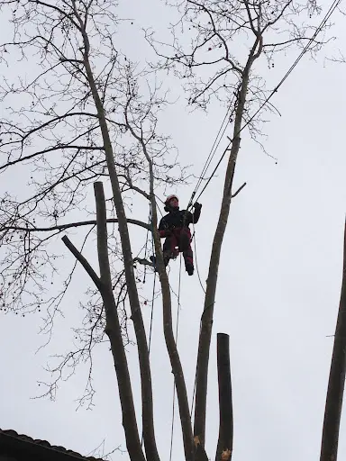 d'Une Branche A l'Autre