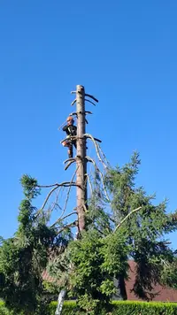Multi Taille Services – Élagage Lisieux | Paysagiste Lisieux | Taille de Haie | Entretien D’espace Vert | Jardinier Lisieux