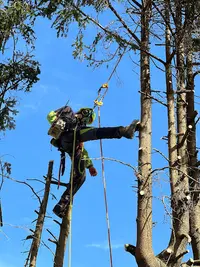Arborescence Elagage - Arboriste, Élagueur Grimpeur