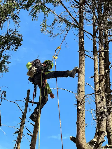Arborescence Elagage - Arboriste, Élagueur Grimpeur