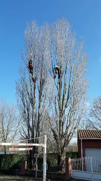 Forest ( Arboriste Depuis 23 Ans)