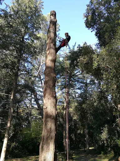 Guilhem au Cœur des Arbres Arboriste Grimpeur