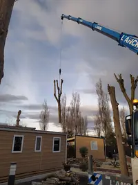 Le Coeur des Arbres - Elagage Abattage Sète