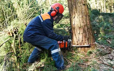Ariège Paysage - Entreprise d'Élagage et d'Espaces Verts
