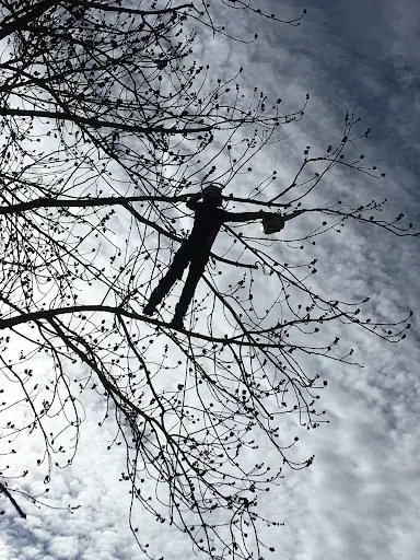 Arbre et Homme