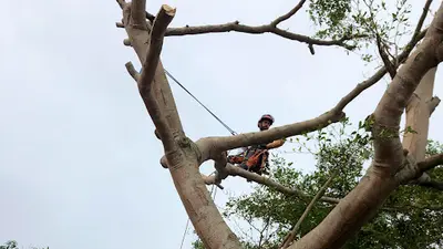 Verti Kal Artisan du Végétal, Élagage, Abattage, Paysagiste À la Réunion