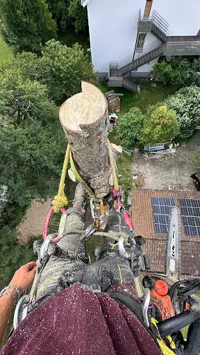 Des Racines À la Cime