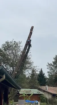 Lg Élagage