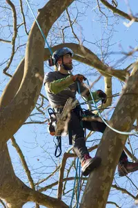 Au Fil des Arbres