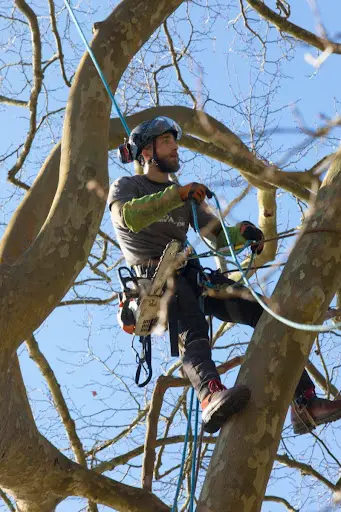 Au Fil des Arbres