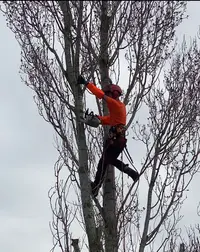 Lame Dans l'Arbre