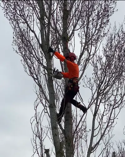 Lame Dans l'Arbre