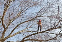 Du Vent Dans les Branches