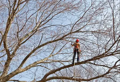 Du Vent Dans les Branches
