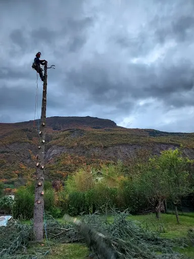 Elagage Maximilien