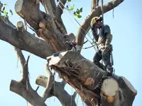 d'Arbre en Arbre
