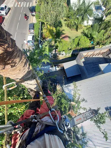 Élagage Abattage la Réunion Elagu Oi