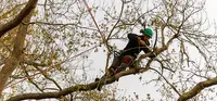 Tree Cleaner Elagage