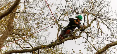 Tree Cleaner Elagage