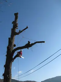 Seve Elagage - Elagueur Arboriste Grimpeur en Ardèche