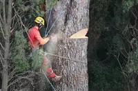 Arbre Oxygène