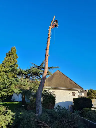 Recurt Élagage