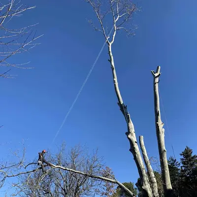Metbach Paysages Élagage - Entretien d'Espaces Verts - Lagny sur Marne