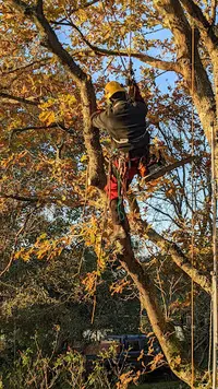 Aux Arbres Etc Bzh