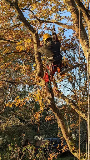 Aux Arbres Etc Bzh