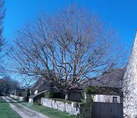 Sanchez Philippe - Arbre Avenir