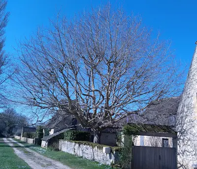 Sanchez Philippe - Arbre Avenir
