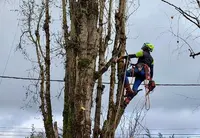 Arbre & Symbiose - Elagueur Charente