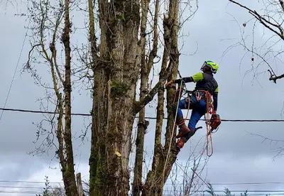 Arbre & Symbiose - Elagueur Charente