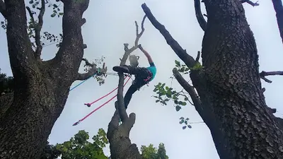Accrorisk