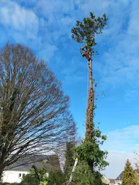 Deschamps Mathieu - Arboriste Grimpeur Élagueur