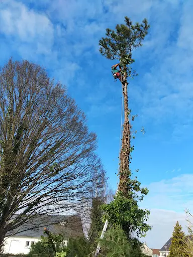Deschamps Mathieu - Arboriste Grimpeur Élagueur
