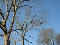 Yannick Dans les Arbres Service d'Élagage, Abattage, Bois de Chauffage
