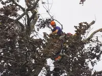 Parlons d'Arbres