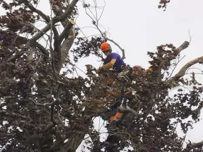 Parlons d'Arbres