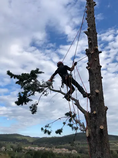 l'Arborist