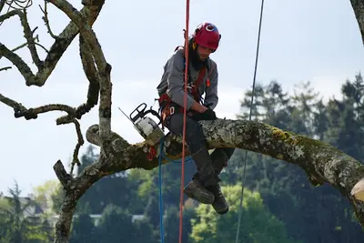 Arbres Environnement