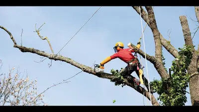 W&g Élagage & Abattage d'Arbres Bordeaux Talence
