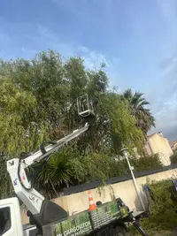 Asp Espaces Vert - Services d'Élagage et Jardinage À Arles | Plus de 15 Ans d'Expérience