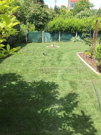 Adel Jardinier Elagueur