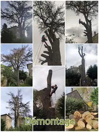 l'Accord de l'Arbre - Arboriste Élagueur