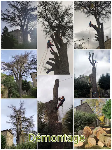 l'Accord de l'Arbre - Arboriste Élagueur