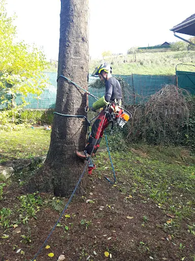 Arboriste Élagueur Dernière Branche