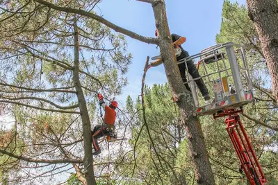 Sarl Raynal – Elagage & Travaux Environnementaux - Theix
