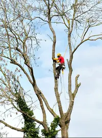 Ent.horn
