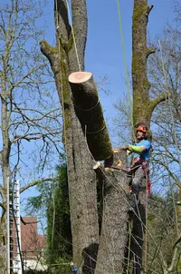 Eurl Elagage du Gavot